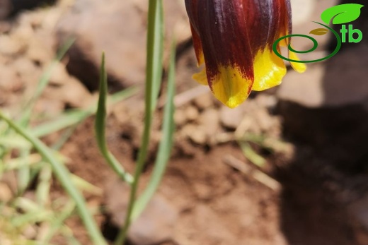 Elazığ