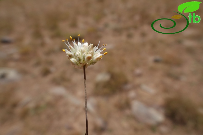 Hakkari