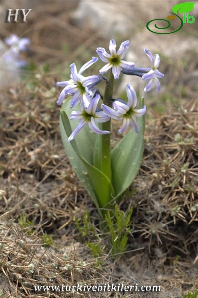 var. chionophilus-Malatya