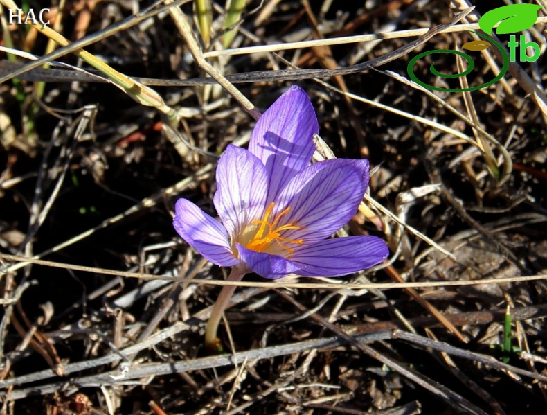 subsp. ilgazensis-Kastamonu