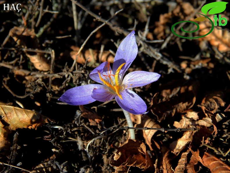 subsp. ilgazensis-Kastamonu