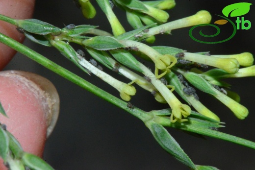 subsp. pontica-Trabzon