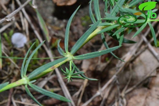 subsp. pontica-Trabzon