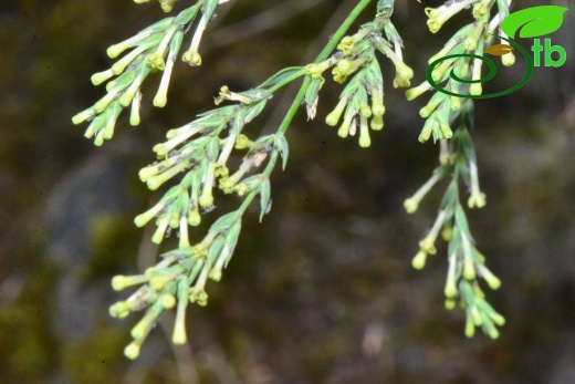 subsp. pontica-Trabzon