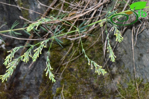 subsp. pontica-Trabzon