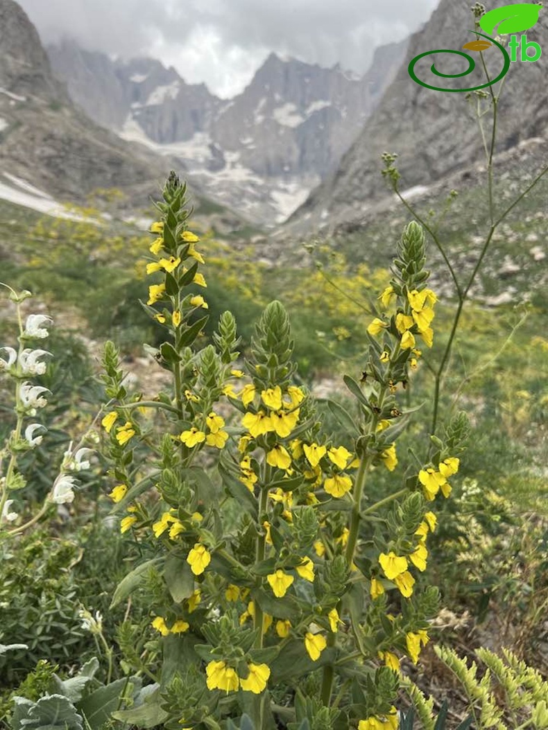 Hakkari