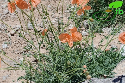 Hakkari