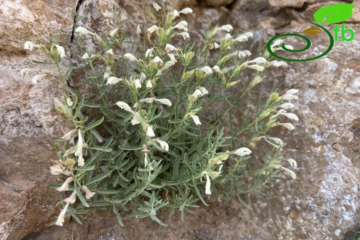 var. multicaule- Hakkari