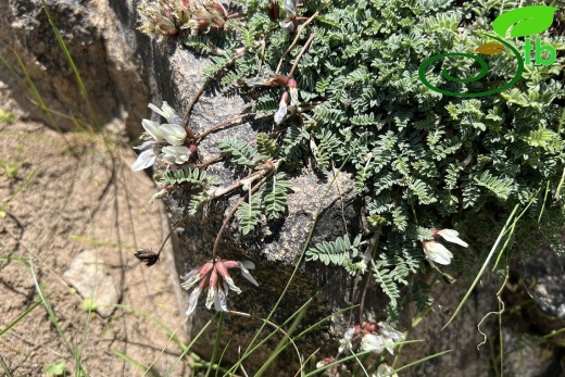 Hakkari