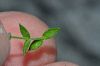 subsp. filicaulis-Kastamonu