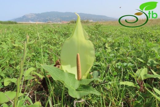 Hatay