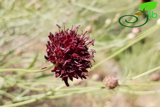 var. purpurea- Elaziğ