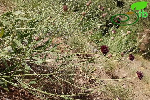 var. purpurea- Elaziğ