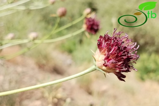 var. purpurea- Elaziğ