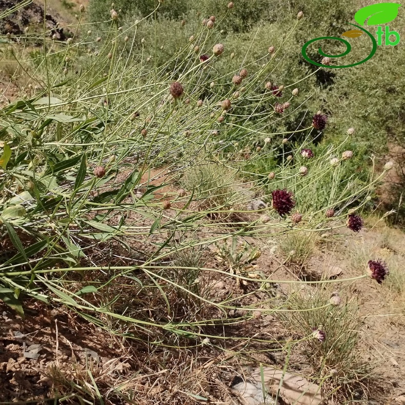 var. purpurea- Elaziğ