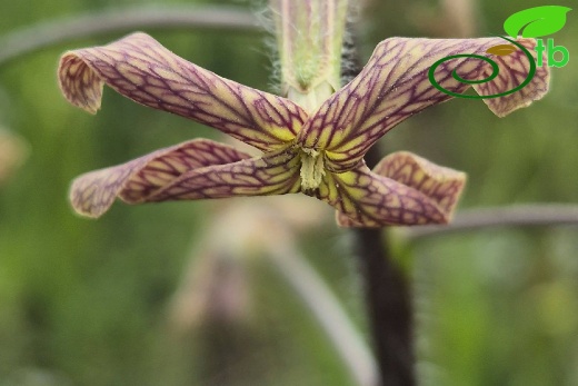 Edirne