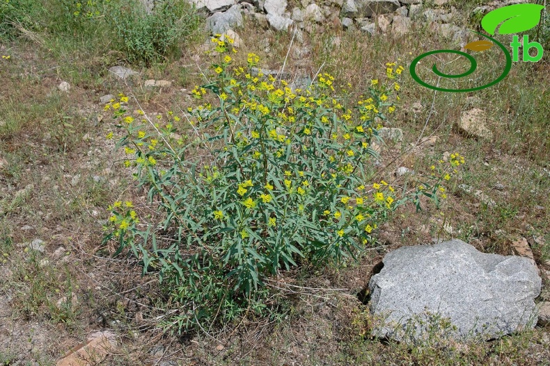Erzurum