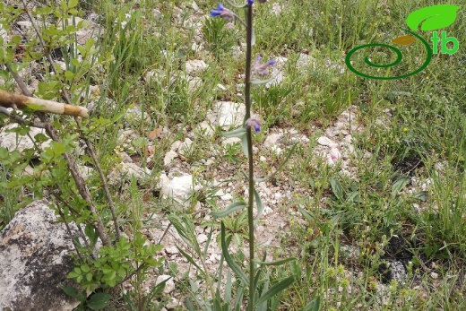 Eskişehir