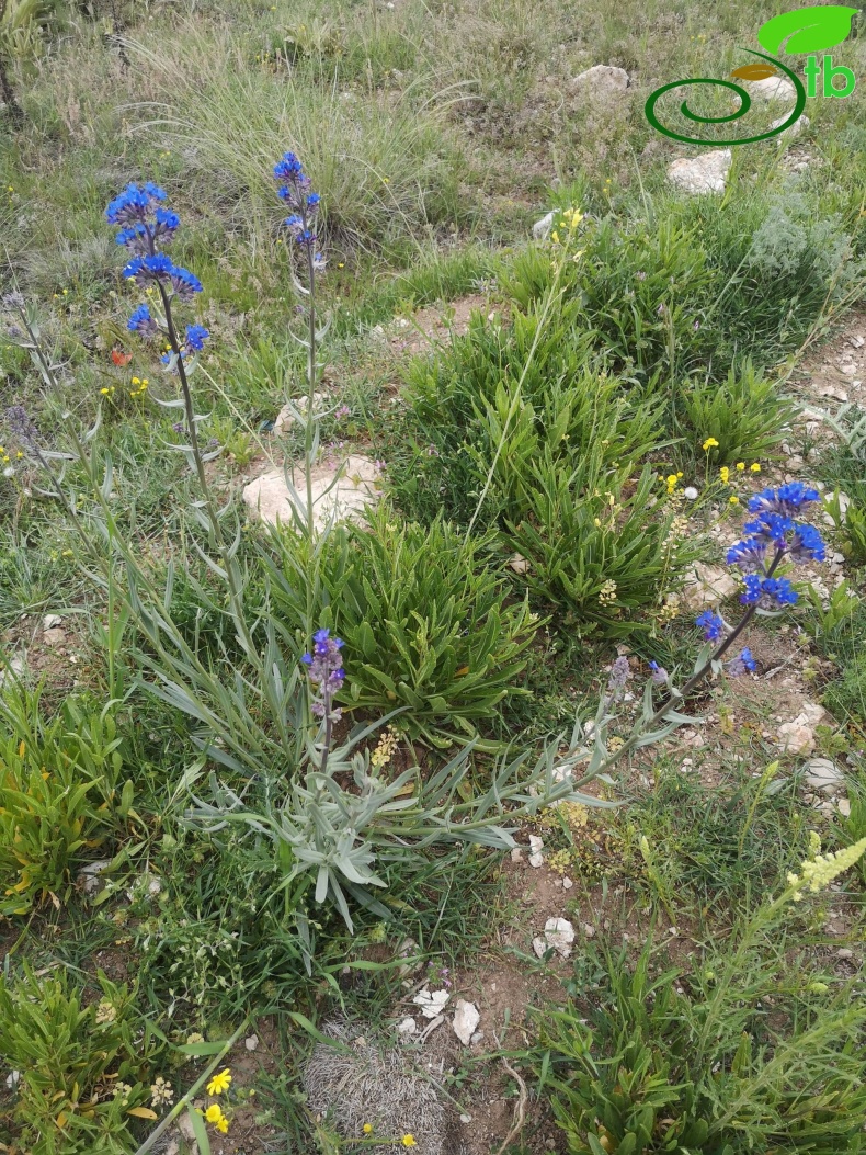 Eskişehir