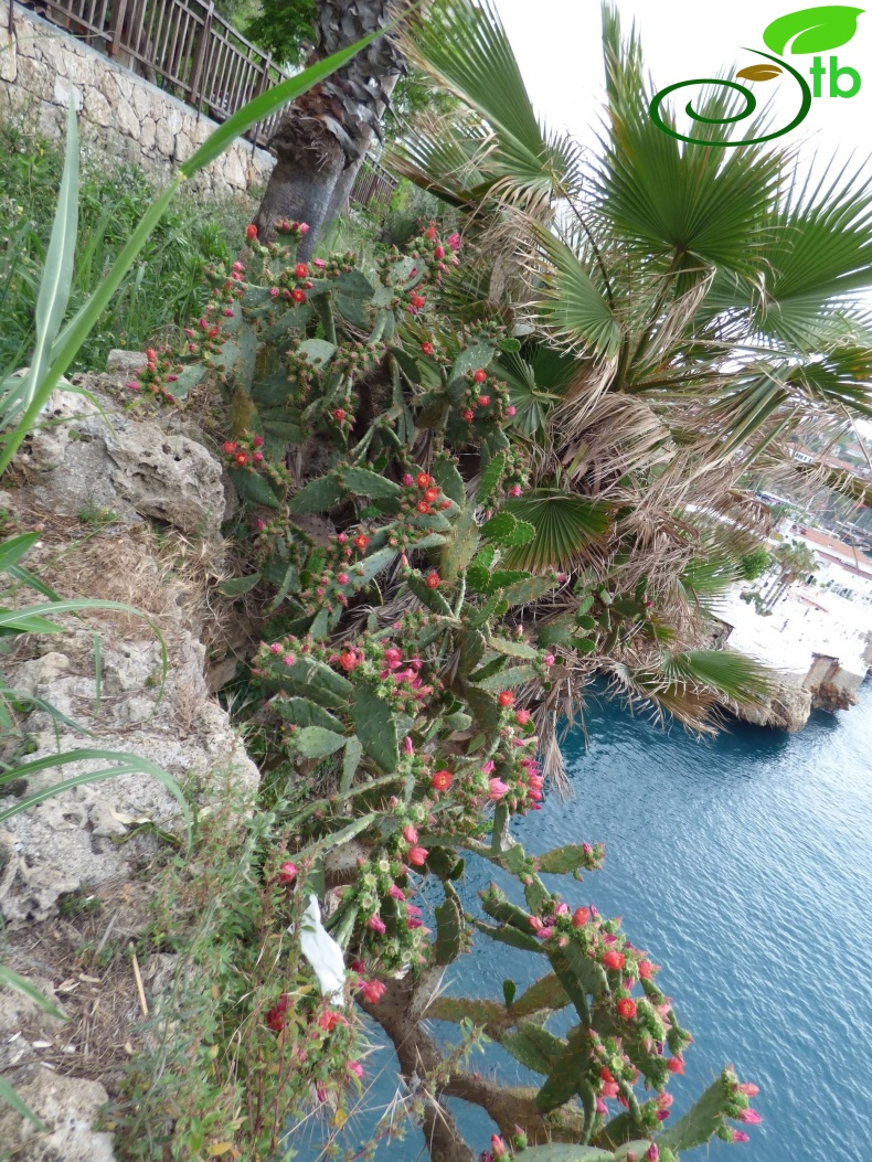 Antalya