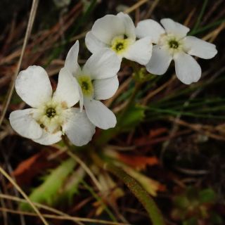 var. macrantha-Artvin