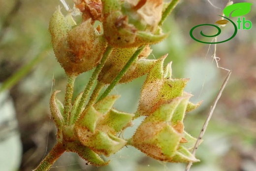var. macrantha-Artvin