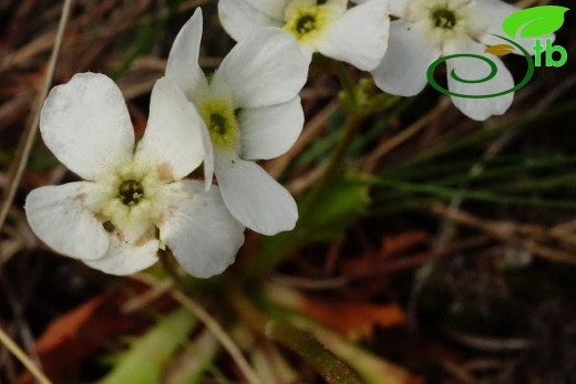 var. macrantha-Artvin