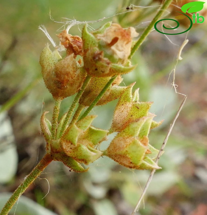 var. macrantha-Artvin