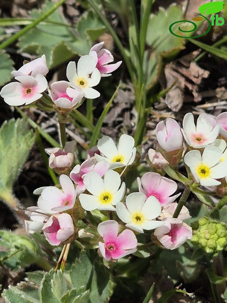 var. armeniaca-Erzurum