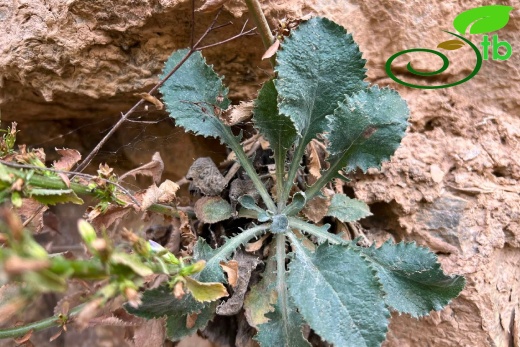 Tunceli