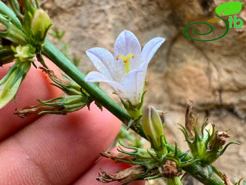 Tunceli