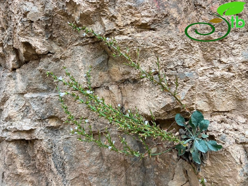 Tunceli