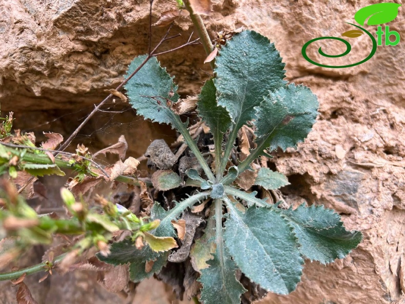 Tunceli