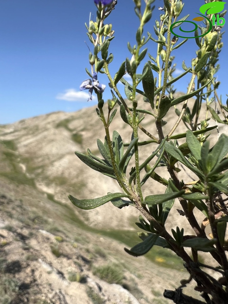 Erzincan 