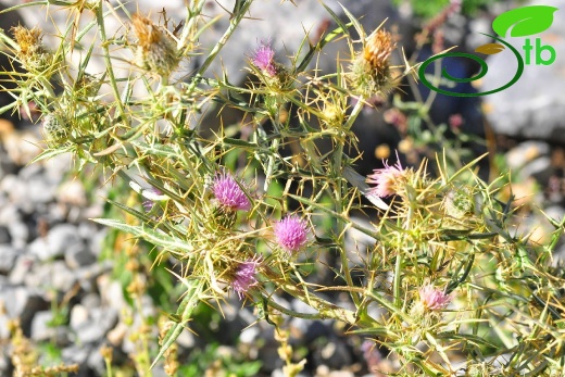 subsp. leucocephalum- Alanya