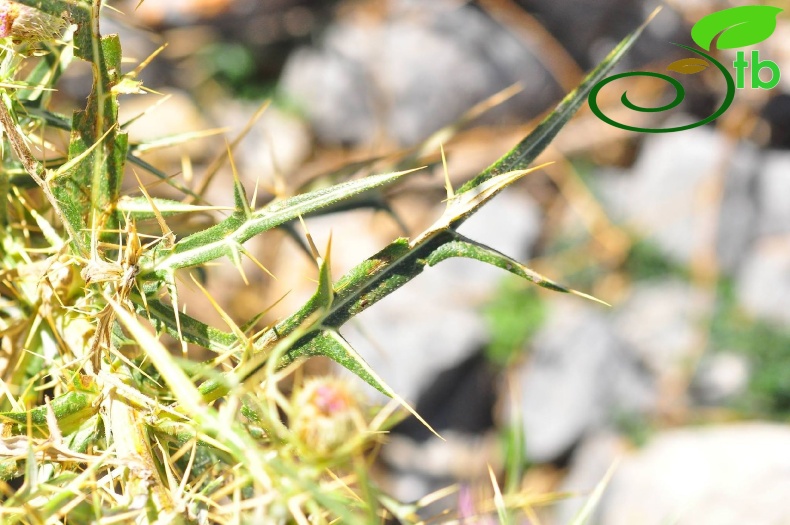 subsp. leucocephalum- Alanya