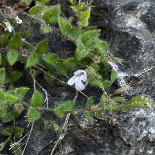 Sandras dağı