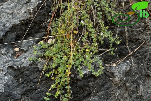 Sandras dağı
