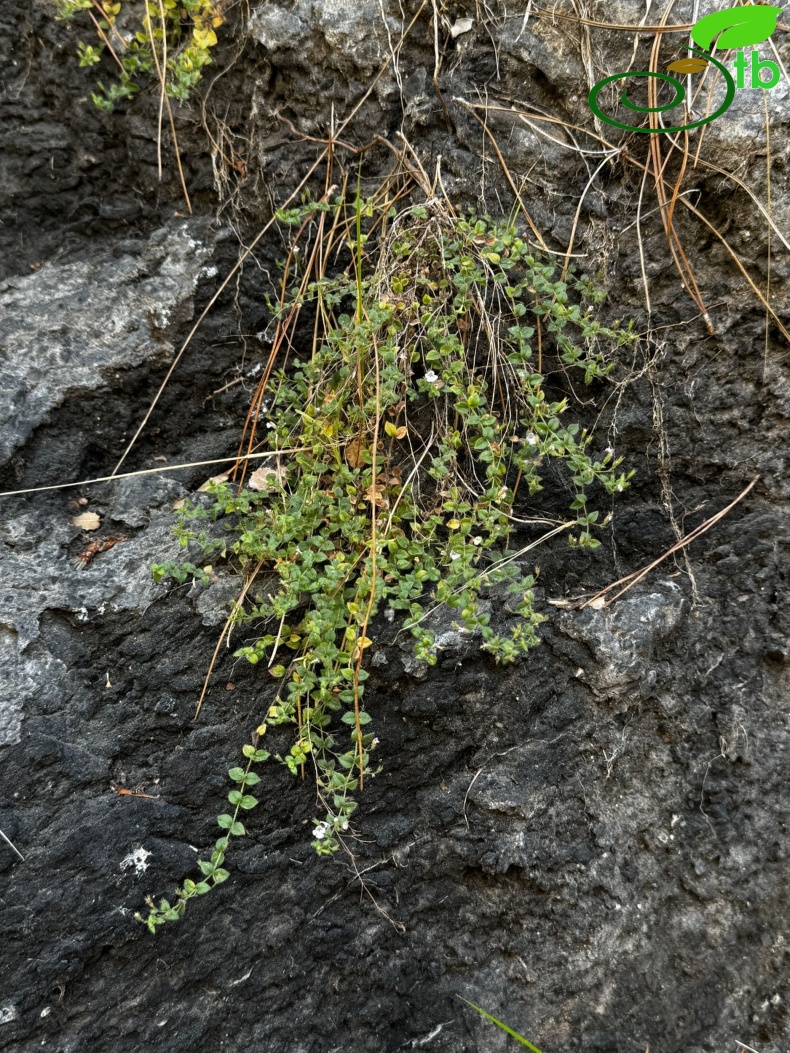 Sandras dağı