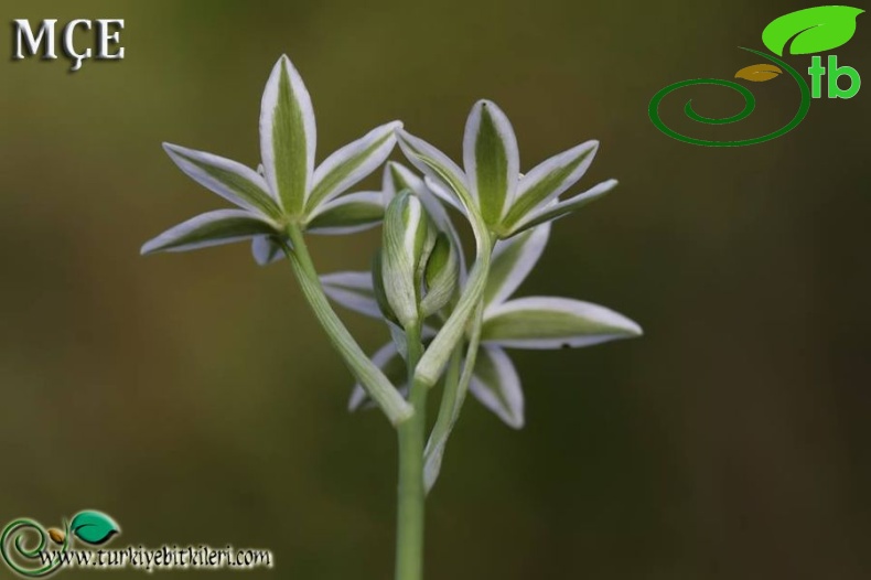 var. wiedemannii-Osmaniye