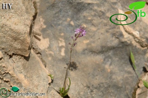 Hakkari