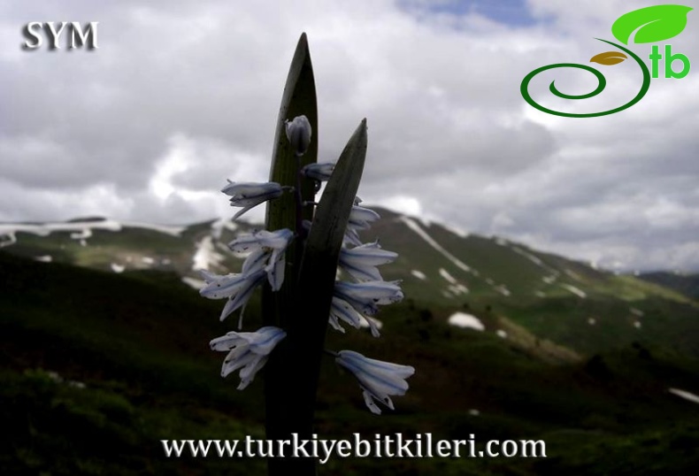 Tunceli