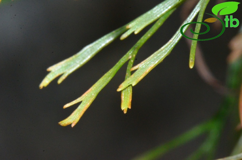 subsp. caucasicum-Rize