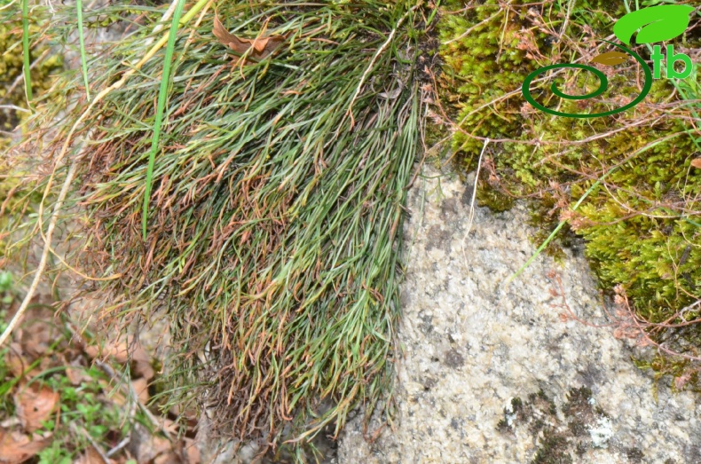 subsp. caucasicum-Rize