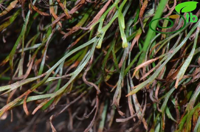 subsp. caucasicum-Rize