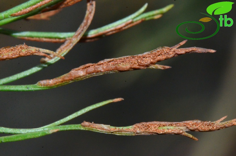 subsp. caucasicum-Rize