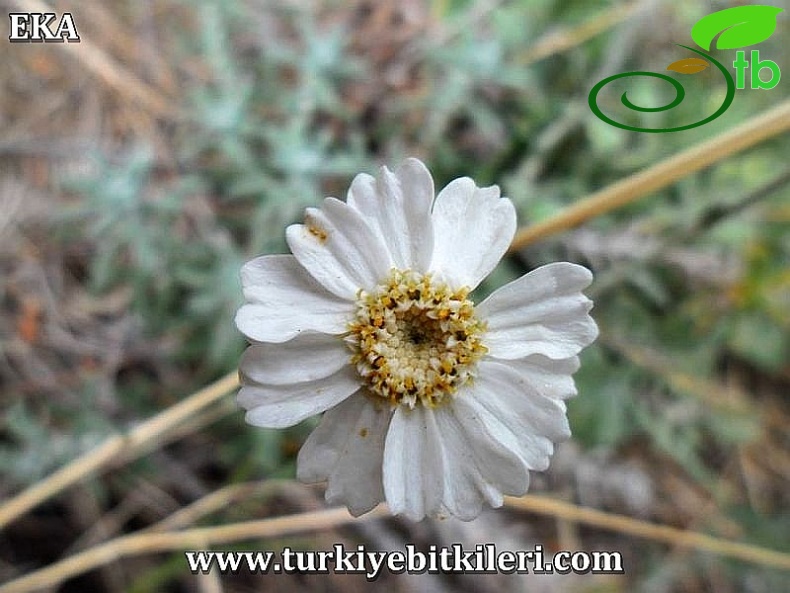 subsp amanica-Amanos dağları