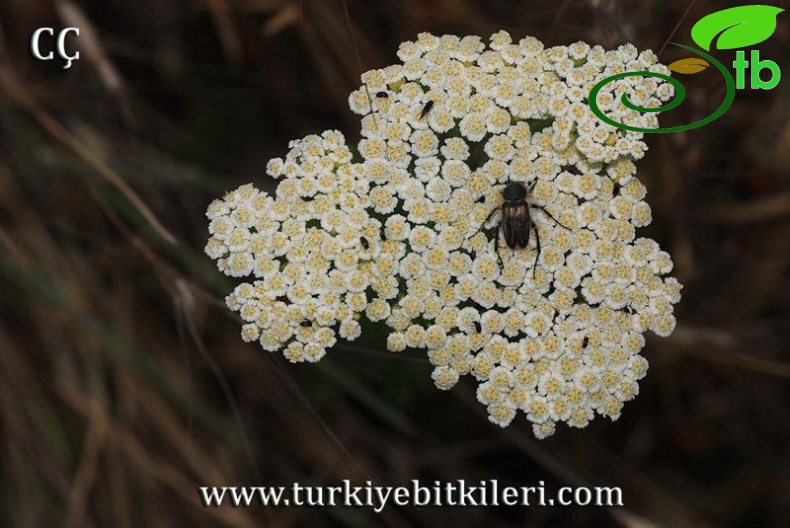 subsp. neilreichii-Kütahya