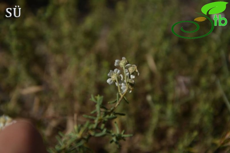 Tunceli