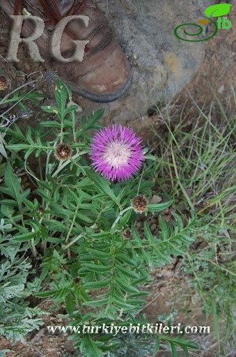 Posof-Ardahan